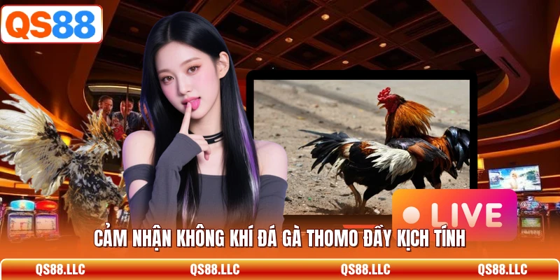 Cảm nhận không khí đá gà thomo đầy kịch tính