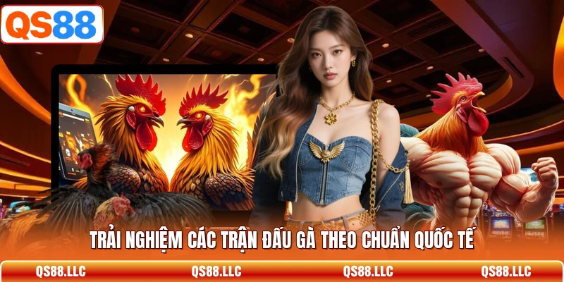 Trải nghiệm các trận đấu gà theo chuẩn quốc tế